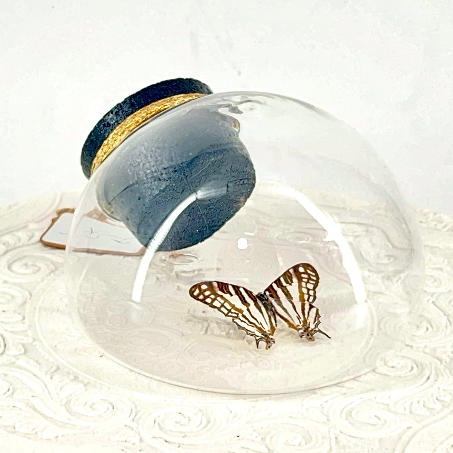 Droplet | African Map Butterly | Brown White Stripes | Tabletop or Wall Hanging Display