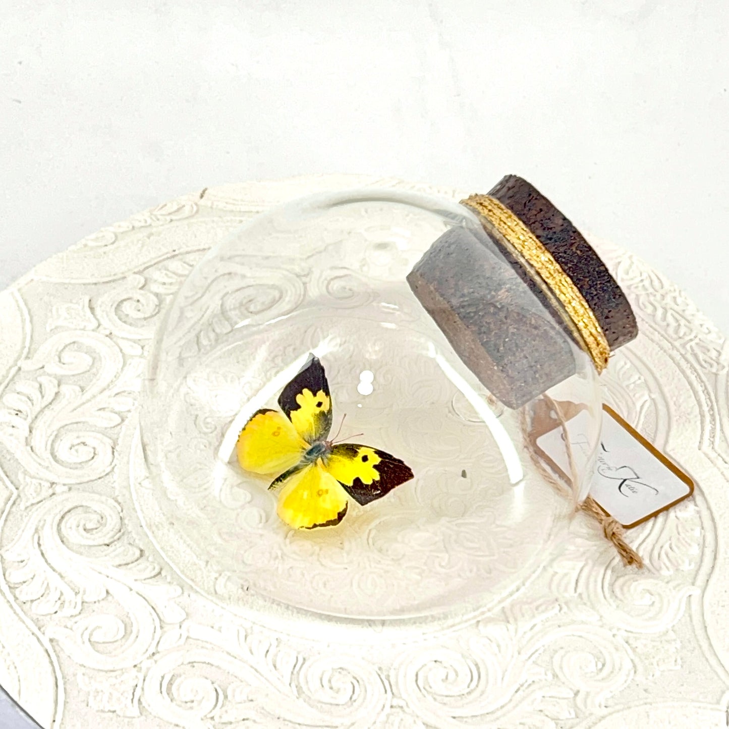 Droplet | California Dogface Butterfly | Yellow Black Orange Spots | Tabletop or Wall Hanging Display (Copy)