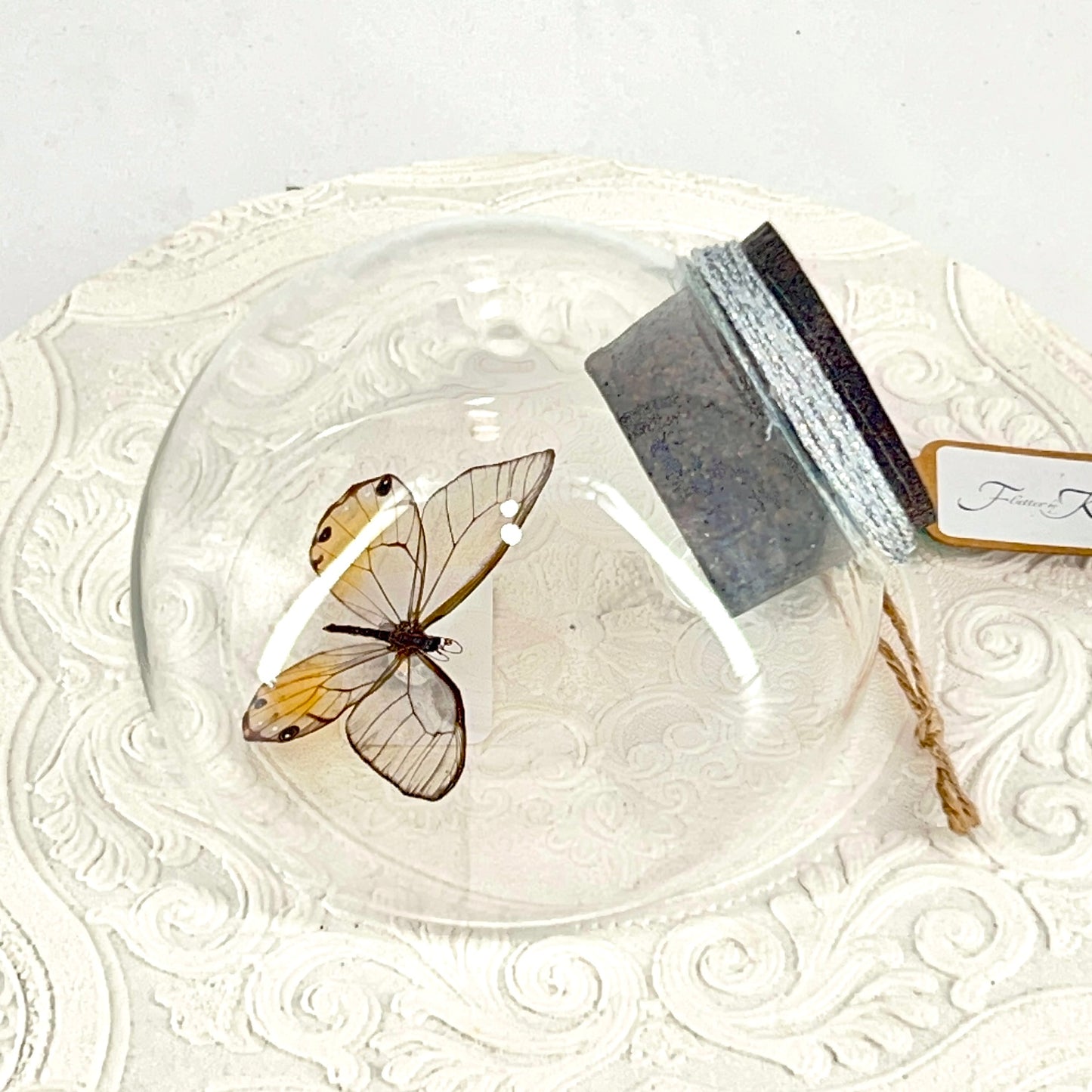 Droplet | Amber Phantom | Glasswing Butterfly | Rusty Orange | Translucent | Tabletop or Wall Hanging Display (Copy)