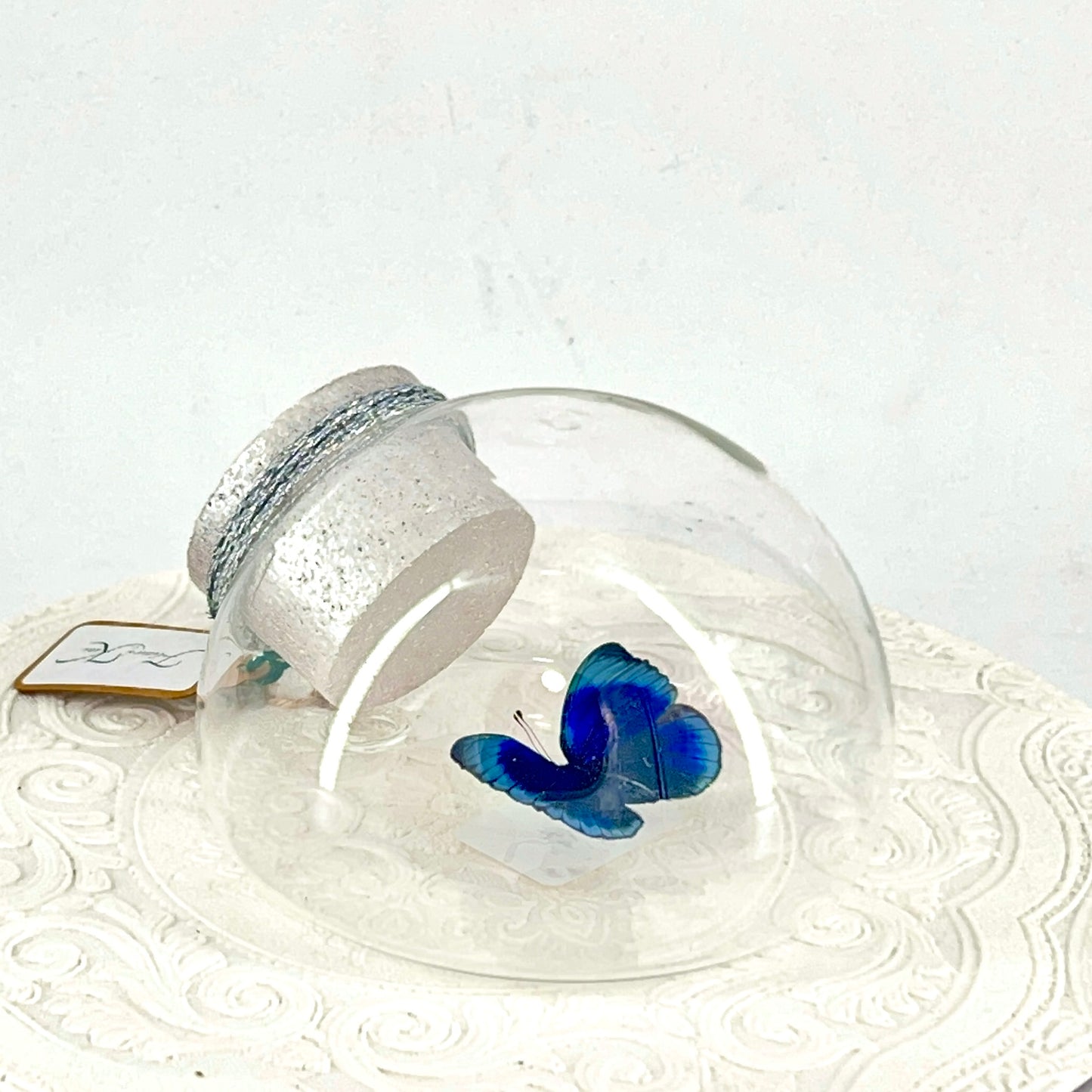 Droplet | Blue Glory Butterfly | Dark Blue Metallic Green | Tabletop or Wall Hanging Display