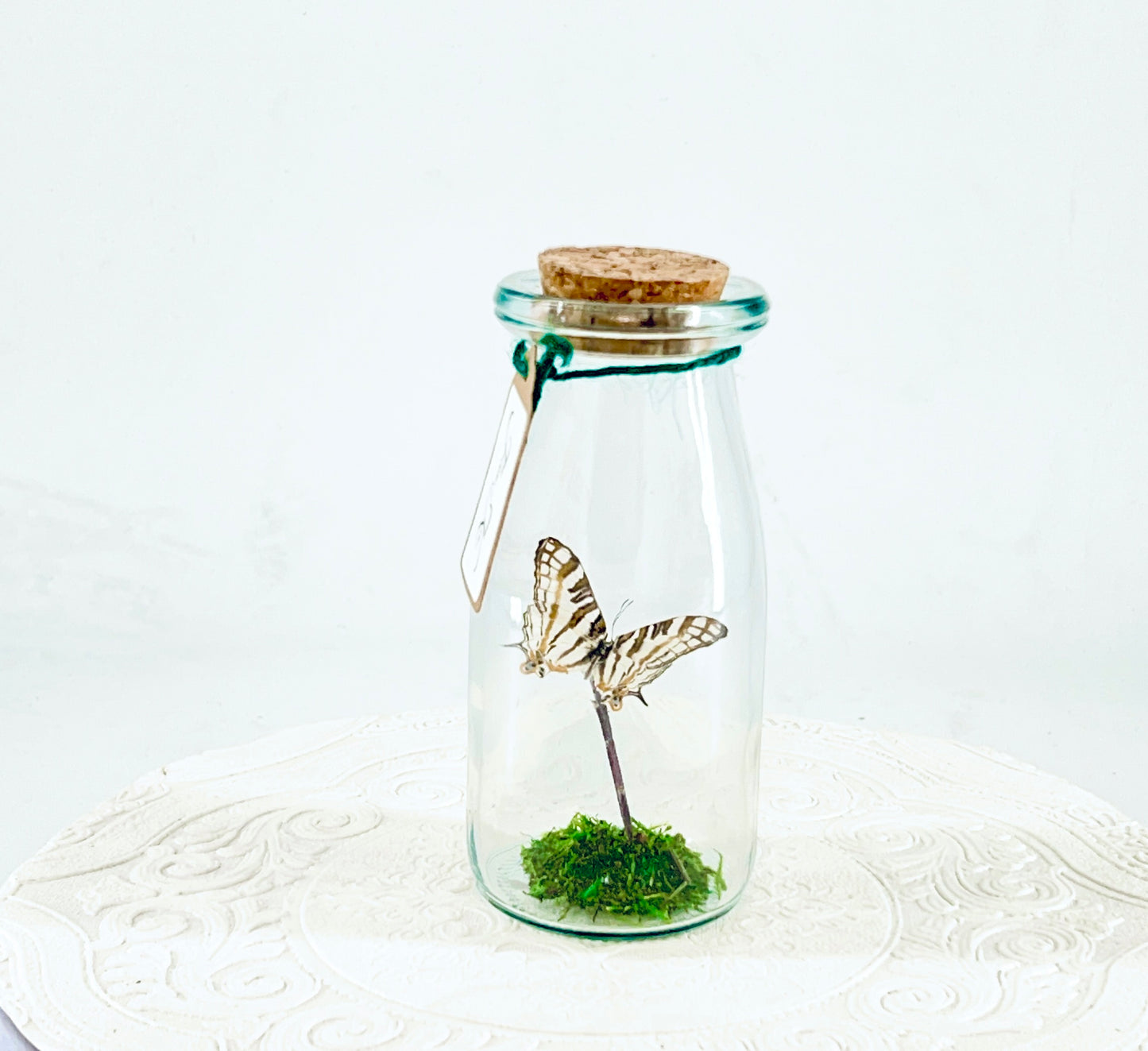 Accent Jar | African Map Butterfly | Brown White Stripes | Tabletop Display