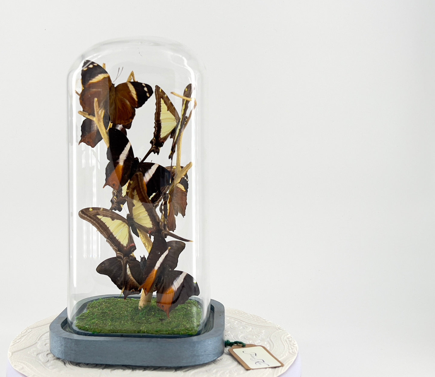Small Centerpiece | Leucaspis Swallowtail Violet Palla Blomfild's Beauty | Flutter by Katie | Butterfly Sculpture Art | Handmade | Taxidermy