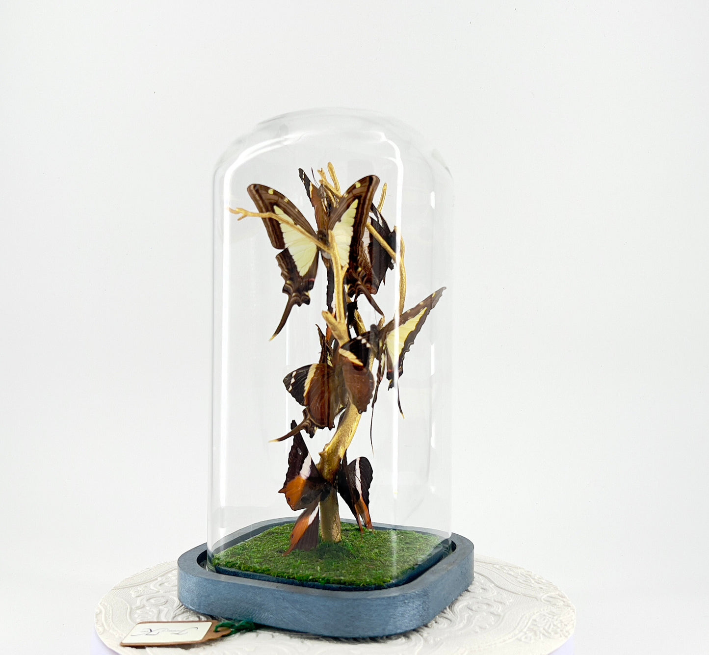 Small Centerpiece | Leucaspis Swallowtail Violet Palla Blomfild's Beauty | Flutter by Katie | Butterfly Sculpture Art | Handmade | Taxidermy