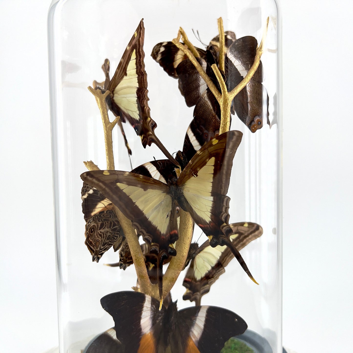 Small Centerpiece | Leucaspis Swallowtail Violet Palla Blomfild's Beauty | Flutter by Katie | Butterfly Sculpture Art | Handmade | Taxidermy