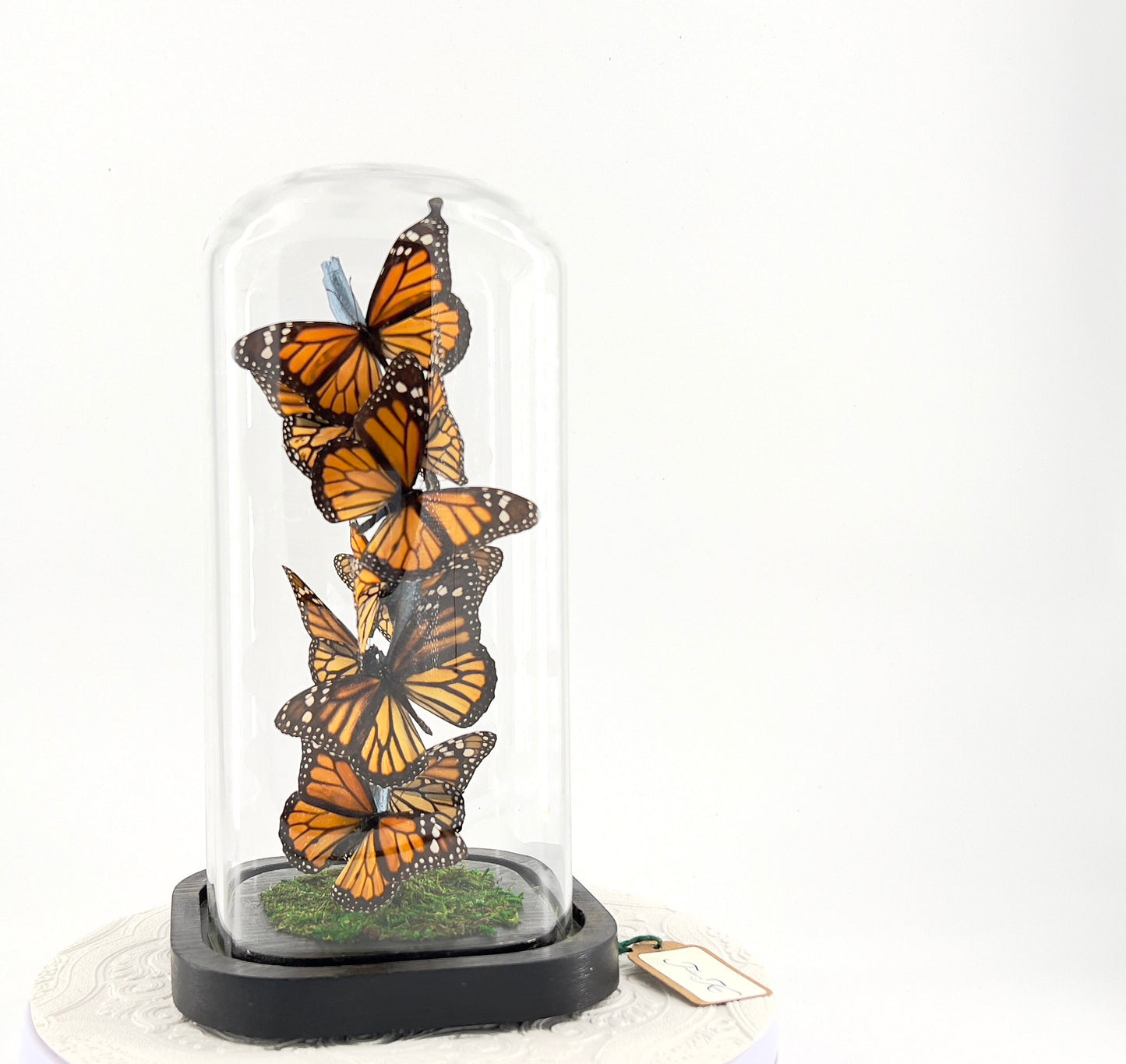 Small Centerpiece | Monarch | Flutter by Katie | Butterfly Display | Handmade | Real Butterflies | North American Butterflies | Black Orange