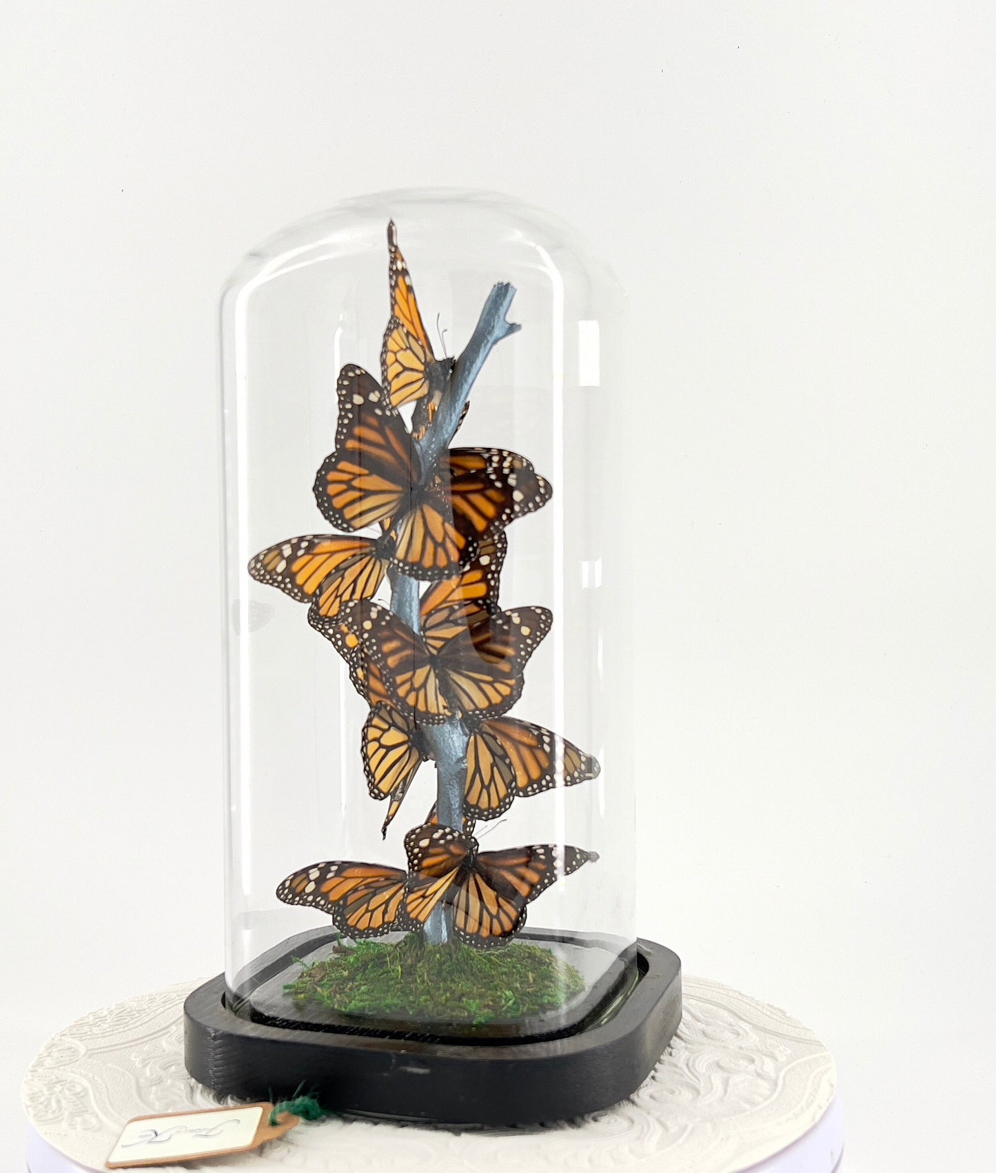 Small Centerpiece | Monarch | Flutter by Katie | Butterfly Display | Handmade | Real Butterflies | North American Butterflies | Black Orange