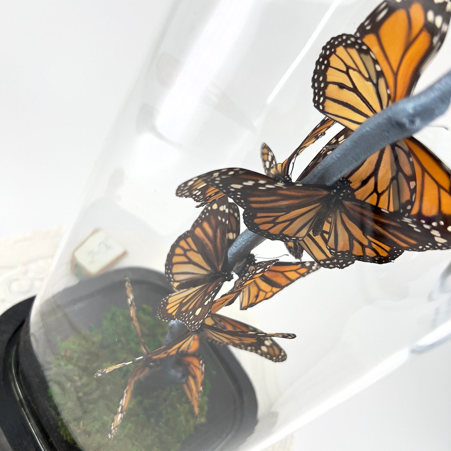 Small Centerpiece | Monarch | Flutter by Katie | Butterfly Display | Handmade | Real Butterflies | North American Butterflies | Black Orange