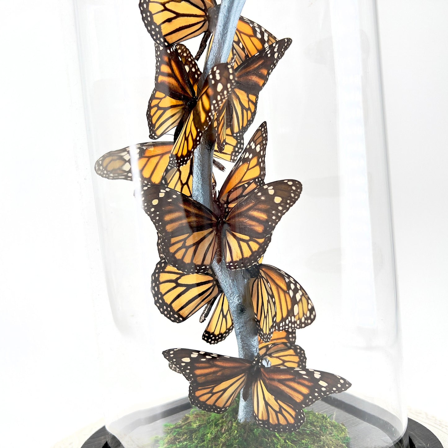 Small Centerpiece | Monarch | Flutter by Katie | Butterfly Display | Handmade | Real Butterflies | North American Butterflies | Black Orange