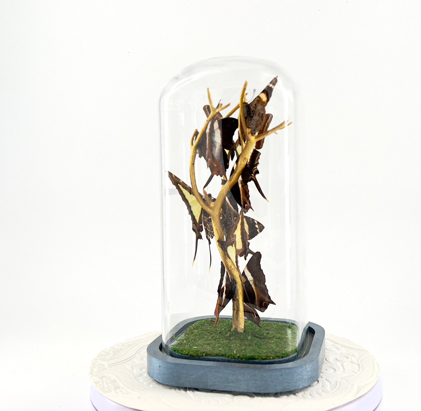 Small Centerpiece | Leucaspis Swallowtail Violet Palla Blomfild's Beauty | Flutter by Katie | Butterfly Sculpture Art | Handmade | Taxidermy
