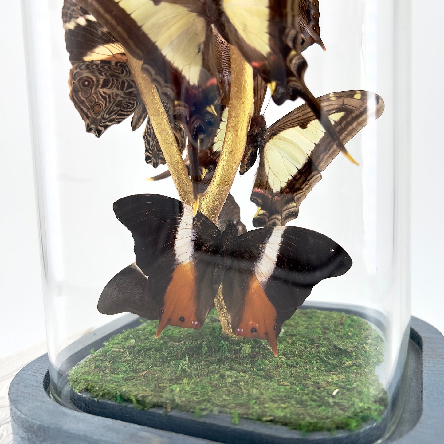 Small Centerpiece | Leucaspis Swallowtail Violet Palla Blomfild's Beauty | Flutter by Katie | Butterfly Sculpture Art | Handmade | Taxidermy