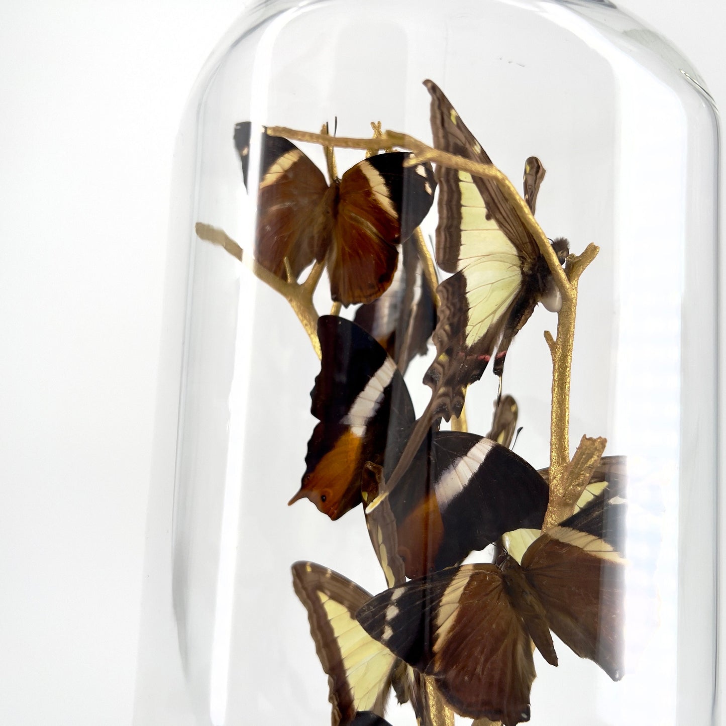Small Centerpiece | Leucaspis Swallowtail Violet Palla Blomfild's Beauty | Flutter by Katie | Butterfly Sculpture Art | Handmade | Taxidermy