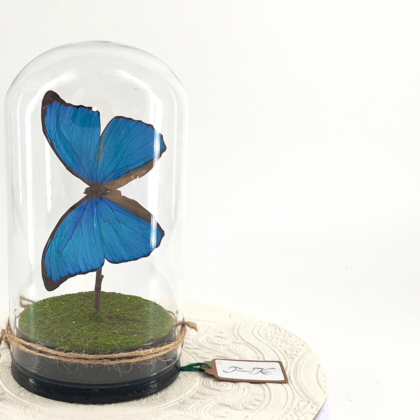 Large Pendant | Blue Morpho | Flutter by Katie | Iridescent | Butterfly Display | Sculpture Art | Taxidermy | Handmade | South America