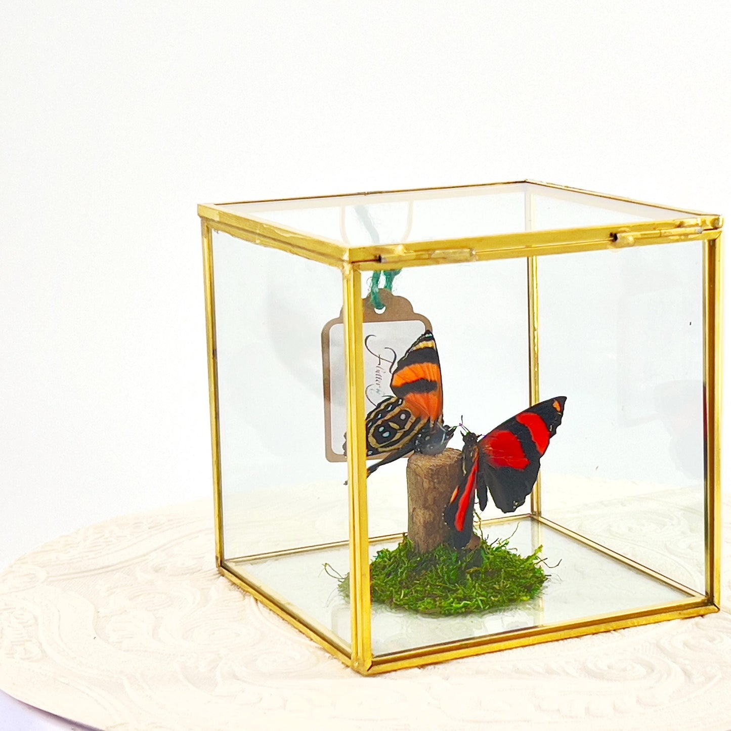 The Cube | Centerpiece | Cynosura Numbering | Red and Black | Butterfly Display | Flutter by Katie | Glass Cube | Handmade | South America