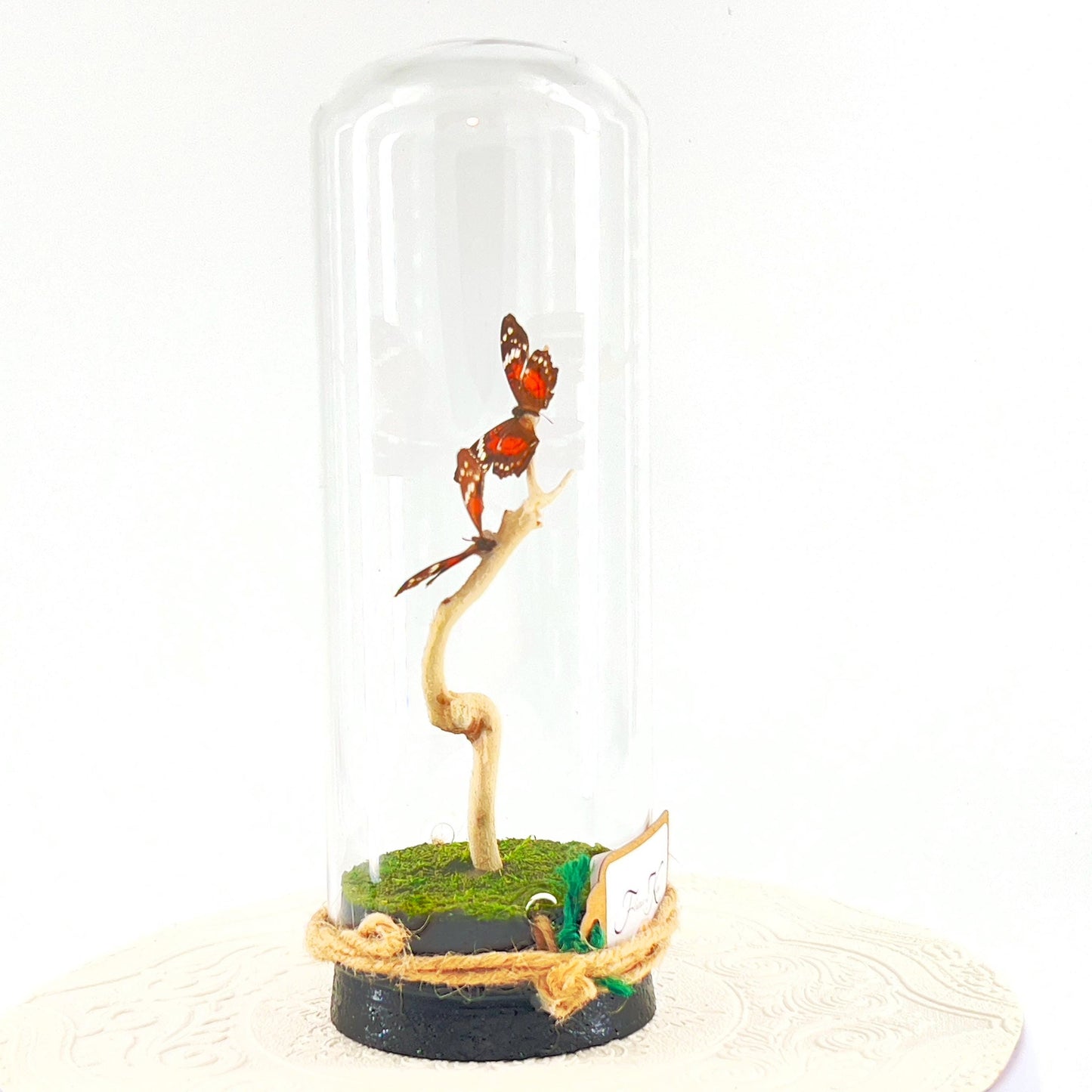 Pendant | Centerpiece | Double Scarlet Peacock | Red Brown | Flutter by Katie | Butterfly Display | Sculpture Art | Handmade | South America