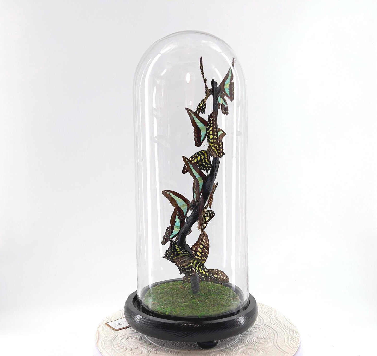 Medium Centerpiece | Agamemnon | Blue Triangle | Green Blue | Flutter by Katie | Butterfly Taxidermy | Handmade Sculpture Art | Philippines