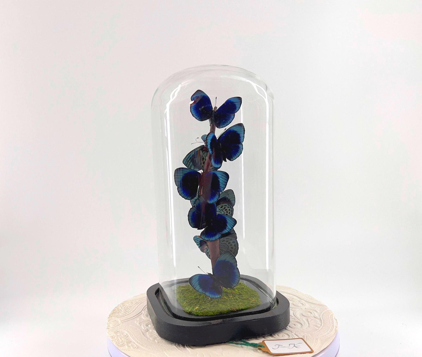 Small Centerpiece | Blue Glory Butterfly | Blue | Flutter by Katie | Handmade Butterfly Sculpture Art | Taxidermy | Home Decor | Peru