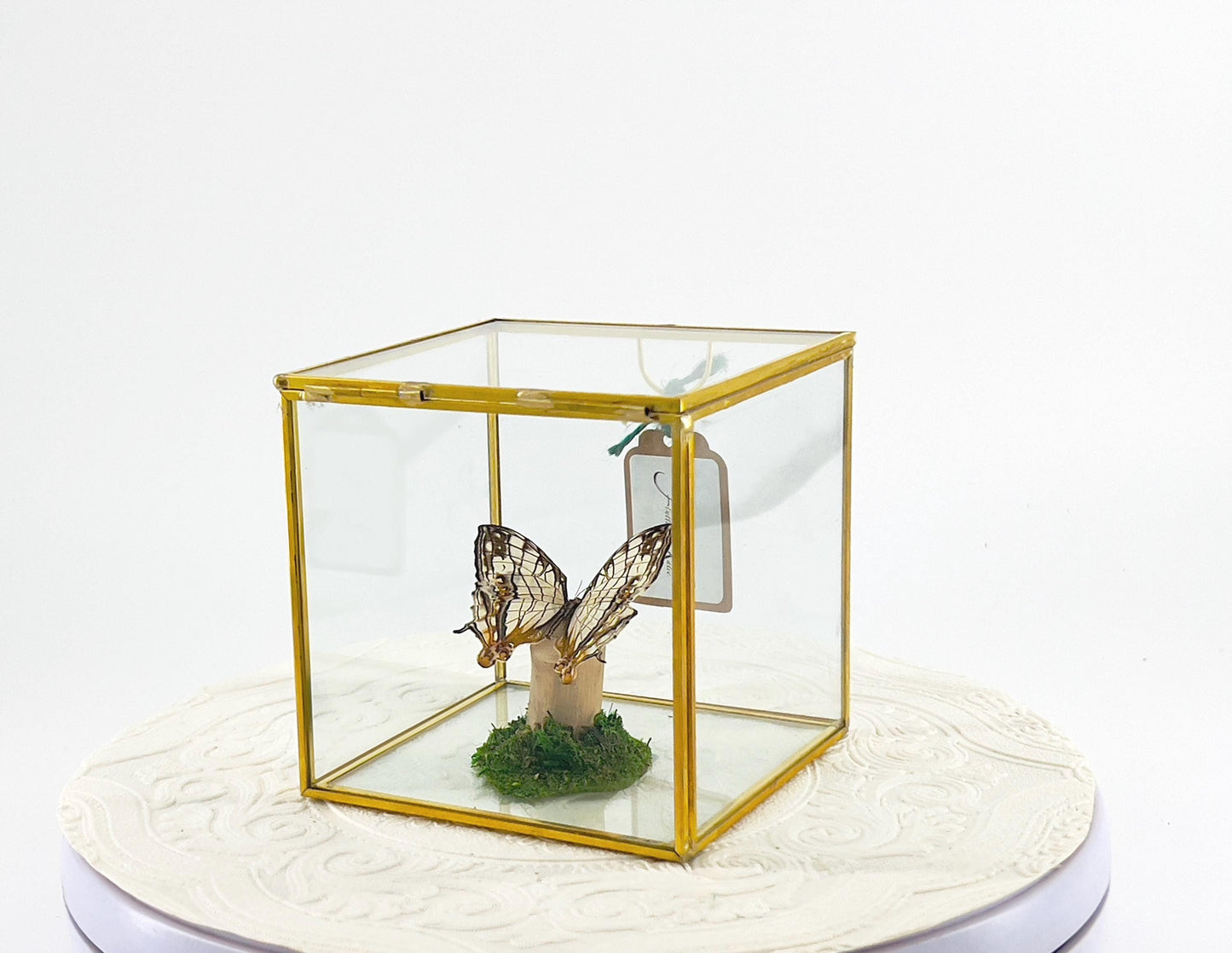 The Cube | Centerpiece | Common Map | Brown White | Butterfly Display | Flutter by Katie | Glass Cube | Handmade Sculpture Art | SE Asia
