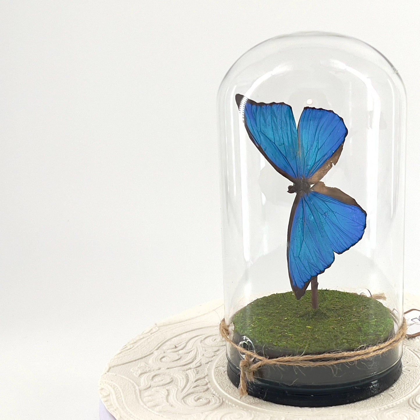 Large Pendant | Blue Morpho | Flutter by Katie | Iridescent | Butterfly Display | Sculpture Art | Taxidermy | Handmade | South America