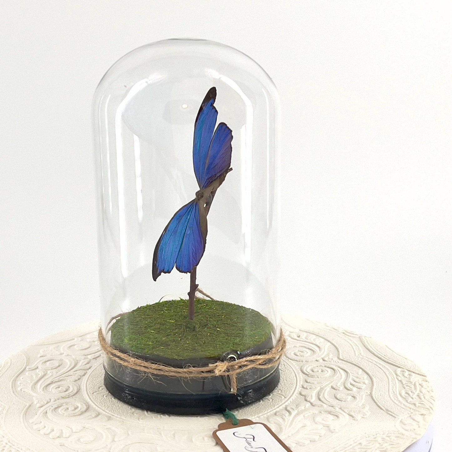 Large Pendant | Blue Morpho | Flutter by Katie | Iridescent | Butterfly Display | Sculpture Art | Taxidermy | Handmade | South America