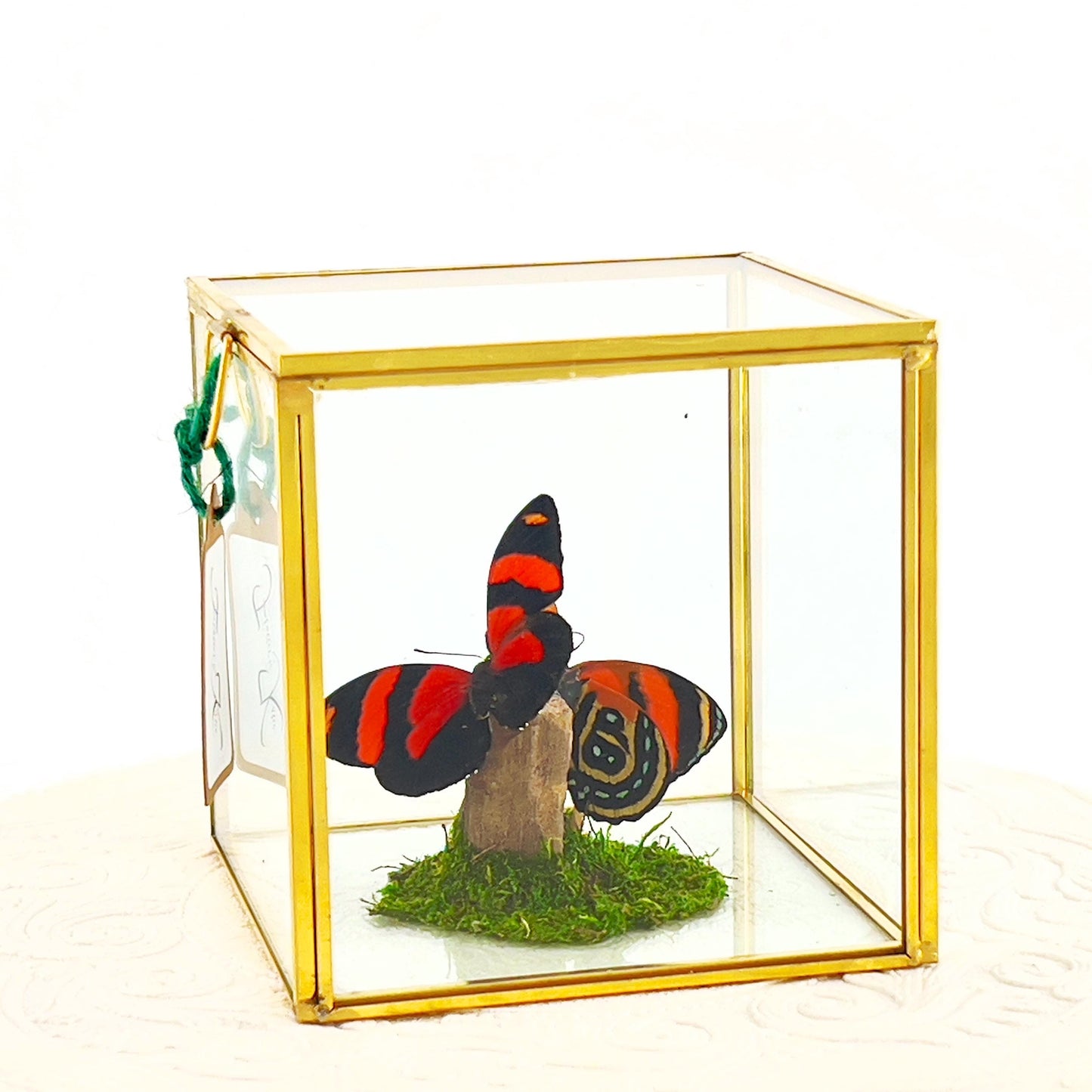 The Cube | Centerpiece | Cynosura Numbering | Red and Black | Butterfly Display | Flutter by Katie | Glass Cube | Handmade | South America