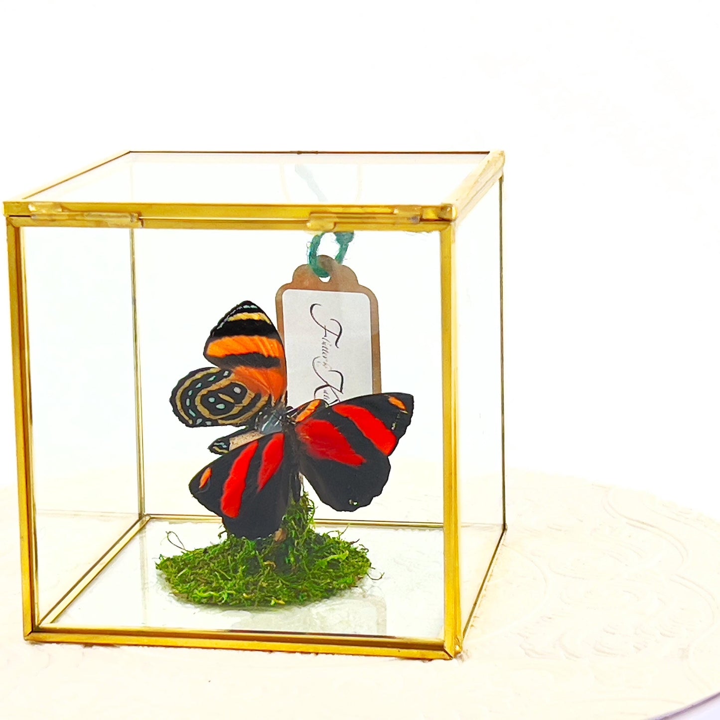 The Cube | Centerpiece | Cynosura Numbering | Red and Black | Butterfly Display | Flutter by Katie | Glass Cube | Handmade | South America