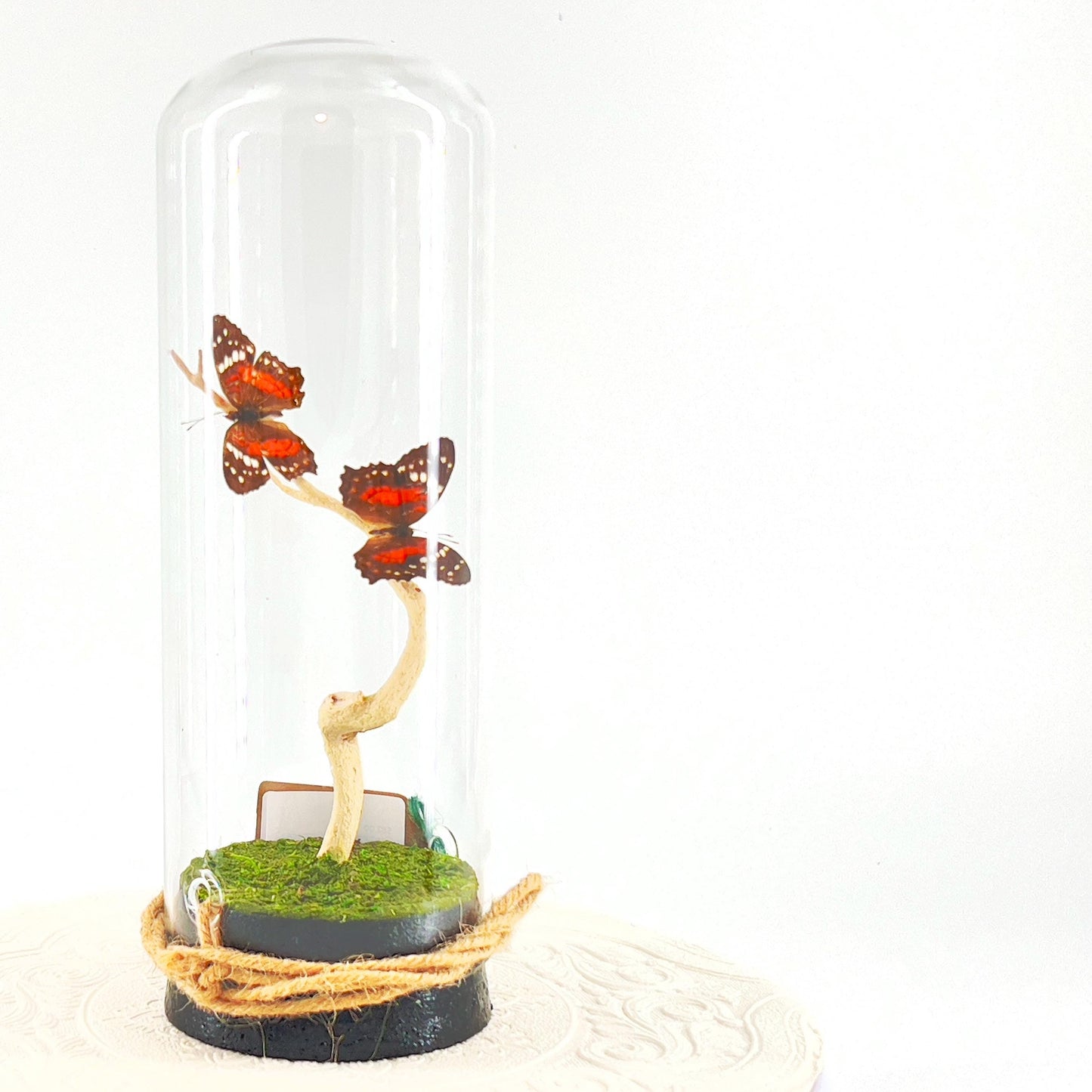 Pendant | Centerpiece | Double Scarlet Peacock | Red Brown | Flutter by Katie | Butterfly Display | Sculpture Art | Handmade | South America