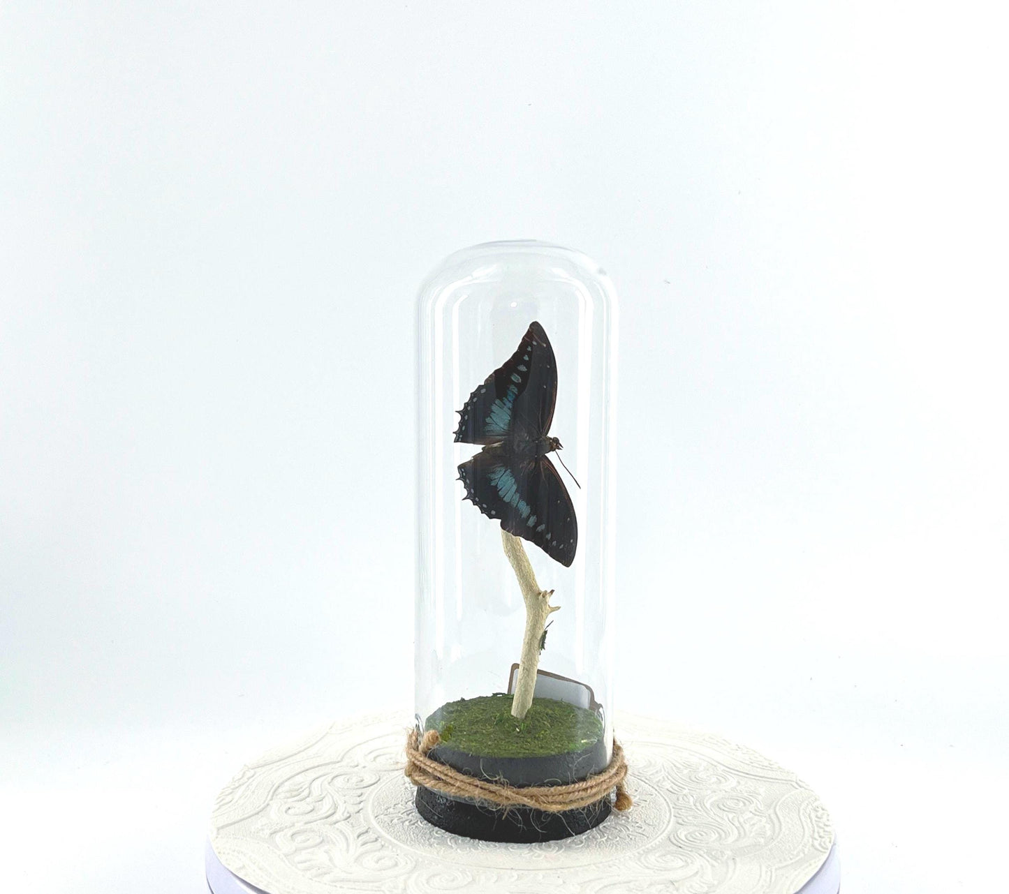 Pendant | Centerpiece | Imperial Blue Charaxes Black Blue | Flutter by Katie | Butterfly Display |Sculpture Art | Handmade Decor| SE Africa