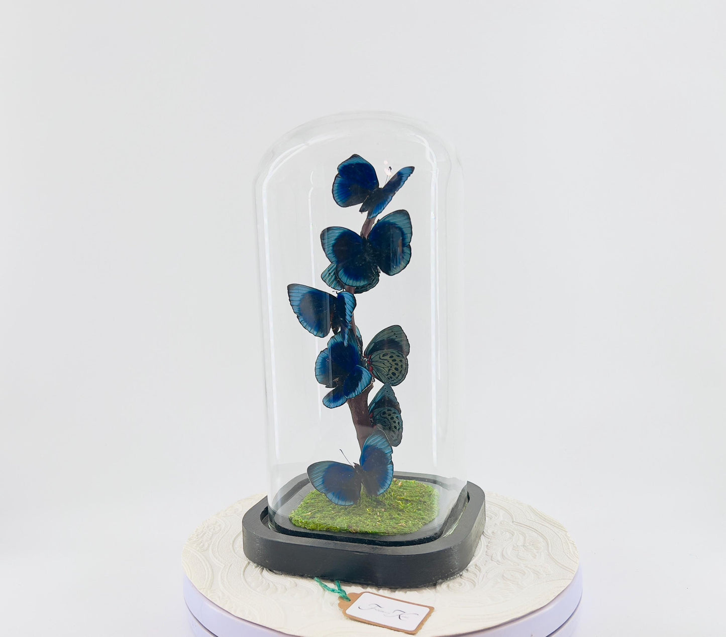 Small Centerpiece | Blue Glory Butterfly | Blue | Flutter by Katie | Handmade Butterfly Sculpture Art | Taxidermy | Home Decor | Peru