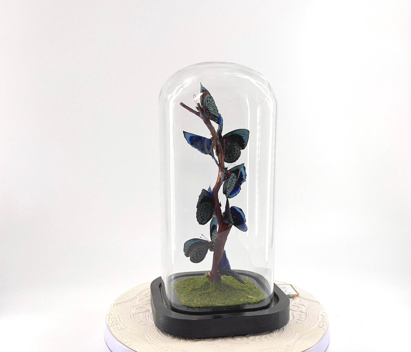 Small Centerpiece | Blue Glory Butterfly | Blue | Flutter by Katie | Handmade Butterfly Sculpture Art | Taxidermy | Home Decor | Peru