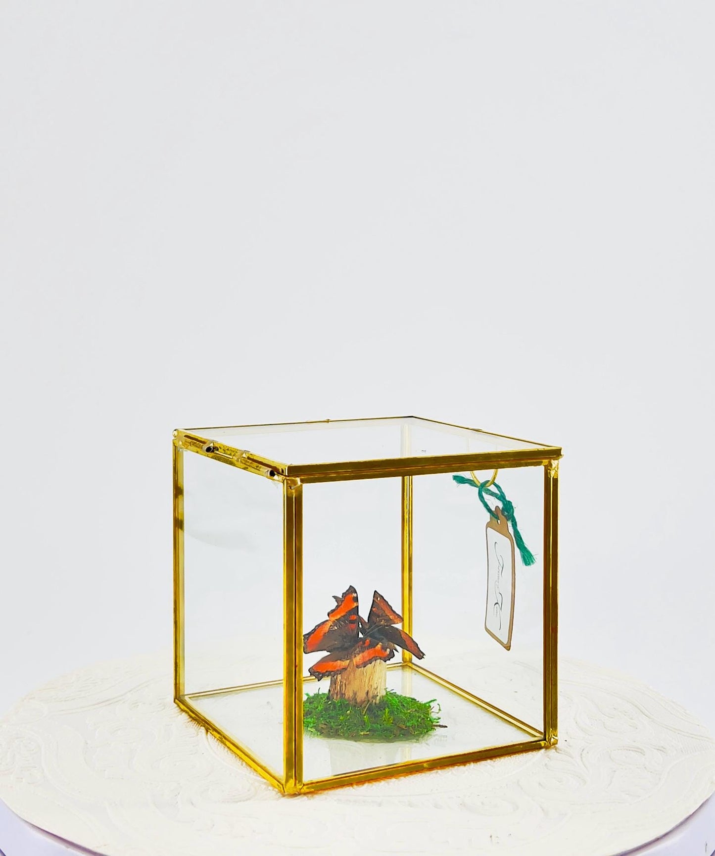 The Cube | Centerpiece | Milbert's Tortoiseshell | Brown Orange| Handmade Butterfly Sculpture Art | Flutter by Katie | Glass Cube| N America
