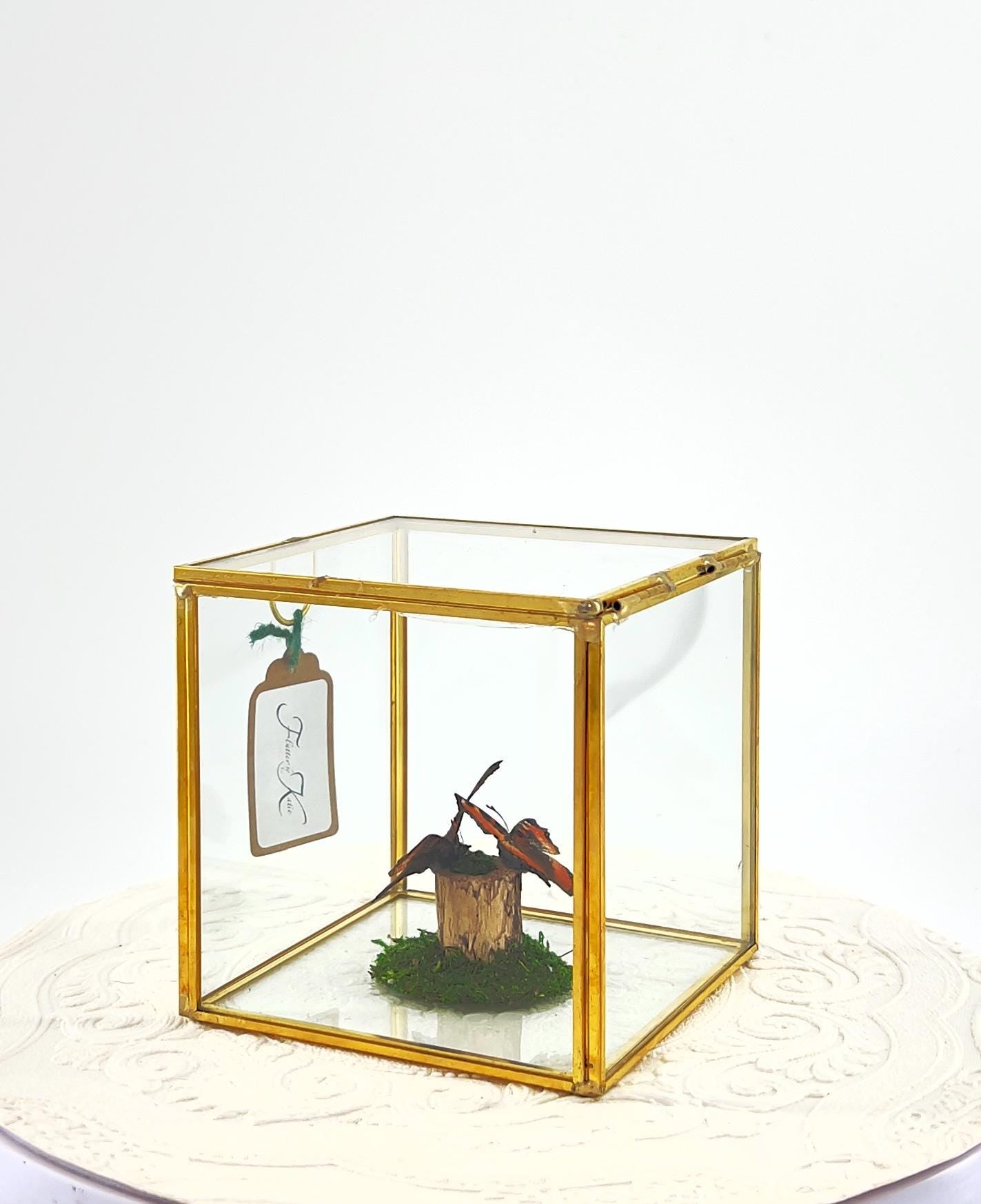 The Cube | Centerpiece | Milbert's Tortoiseshell | Brown Orange| Handmade Butterfly Sculpture Art | Flutter by Katie | Glass Cube| N America