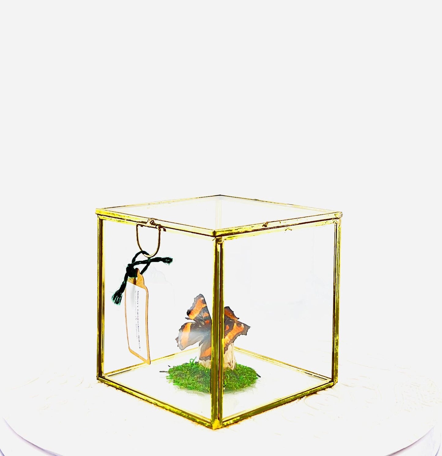 The Cube | Centerpiece | Milbert's Tortoiseshell | Brown Orange| Handmade Butterfly Sculpture Art | Flutter by Katie | Glass Cube| N America