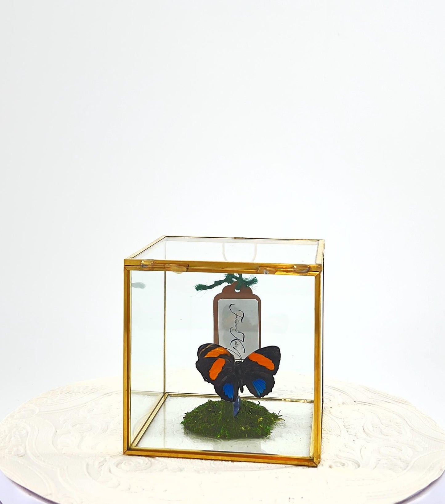 The Cube | Centerpiece | Aegina Numberwing | Blue Yellow Stripes | Handmade Butterfly Sculpture Art | Flutter by Katie | Glass Cube | Peru