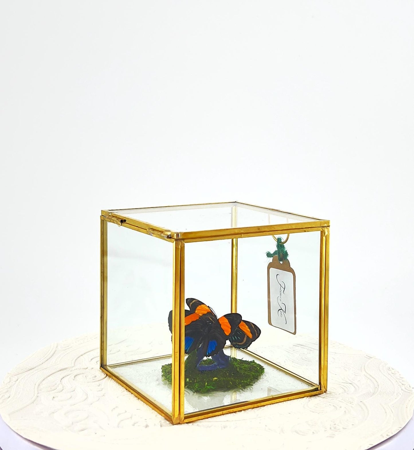 The Cube | Centerpiece | Aegina Numberwing | Blue Yellow Stripes | Handmade Butterfly Sculpture Art | Flutter by Katie | Glass Cube | Peru