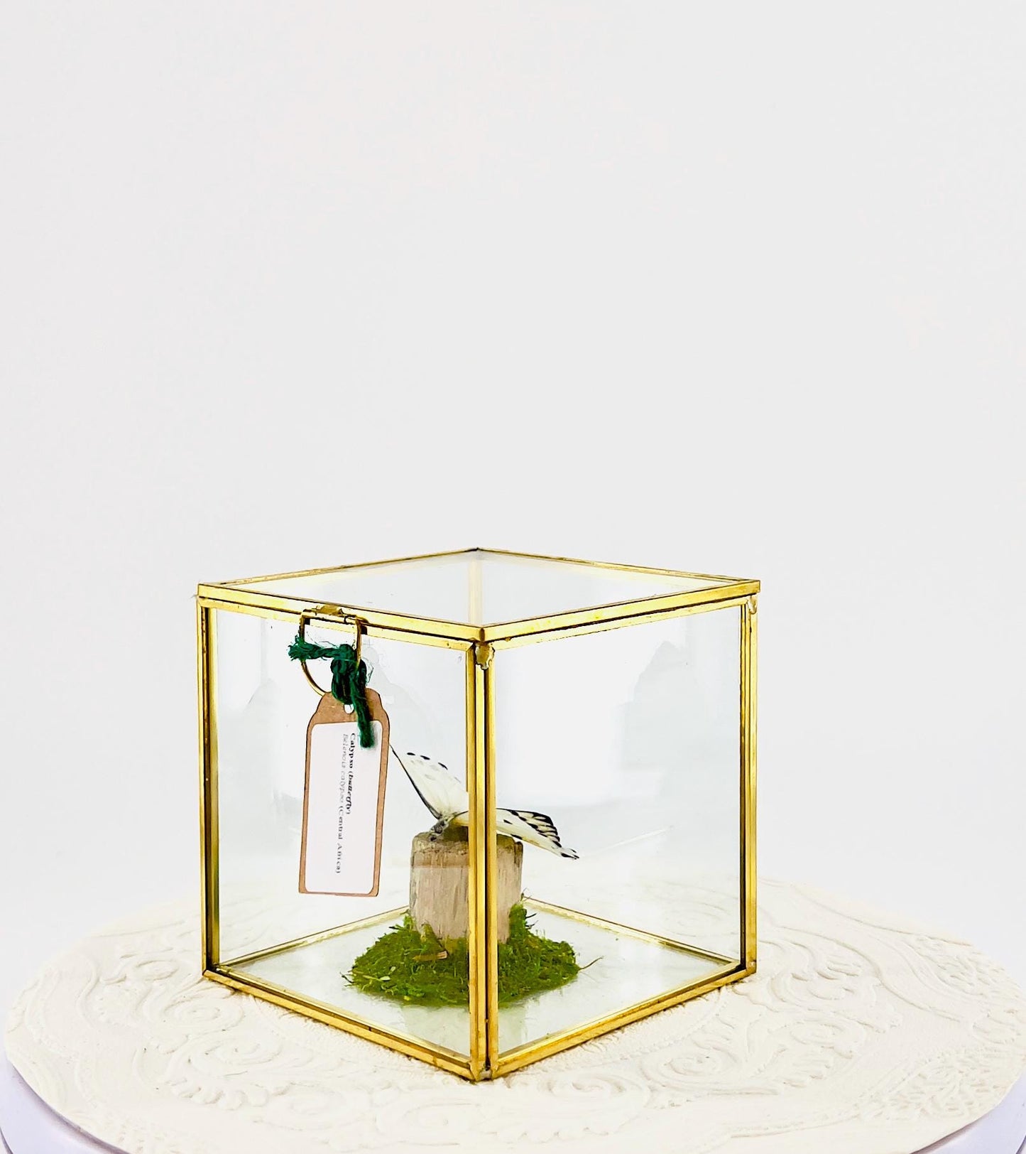 The Cube | Centerpiece | Calypso | White Black polkadots | Handmade Butterfly Sculpture Art | Flutter by Katie | Glass Cube | Central Africa