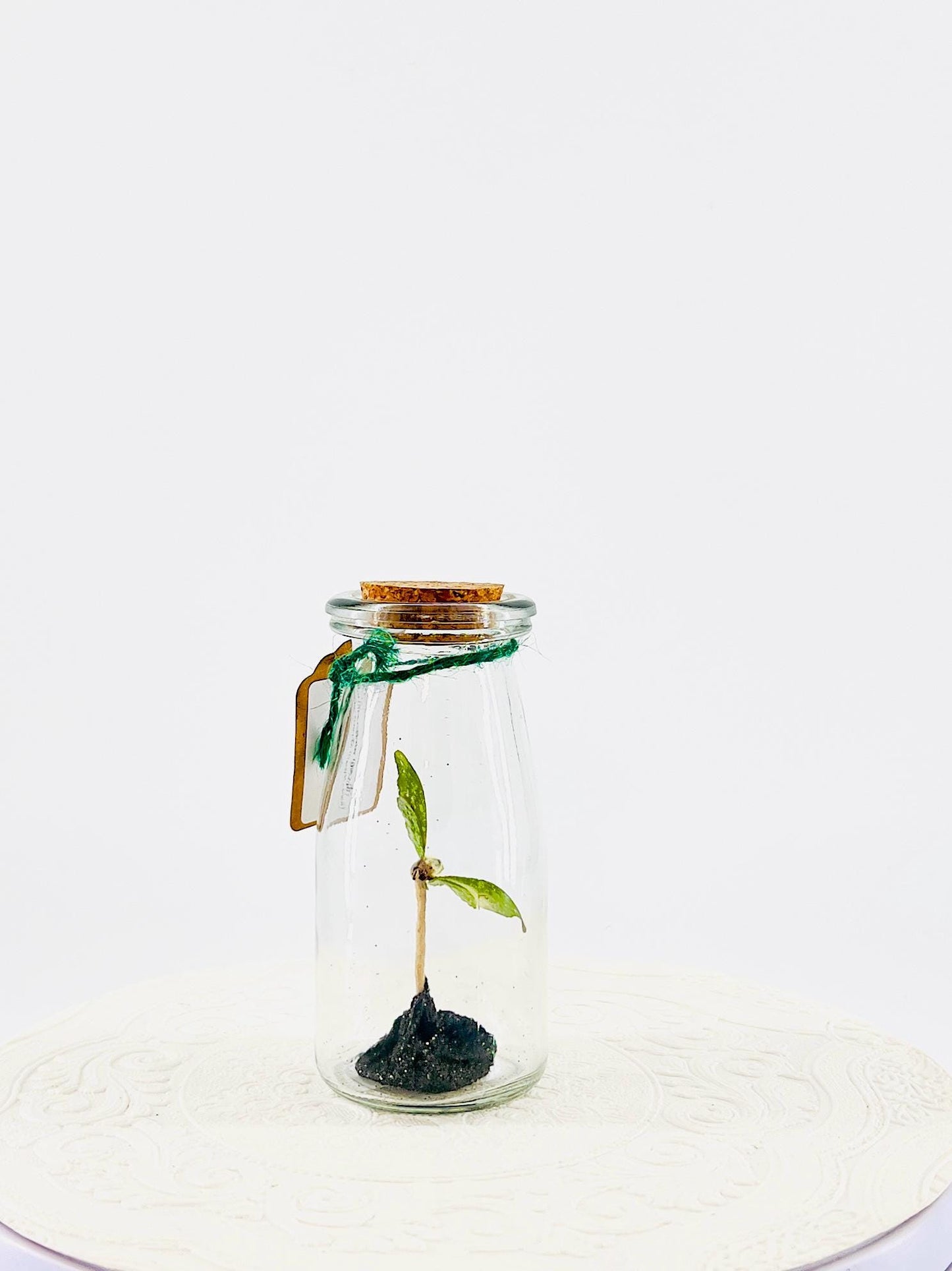 Accent | Centerpiece | Mint Green Glider | Flutter by Katie | Handmade Real Butterfly Sculpture Art | Home Decor | Central Africa