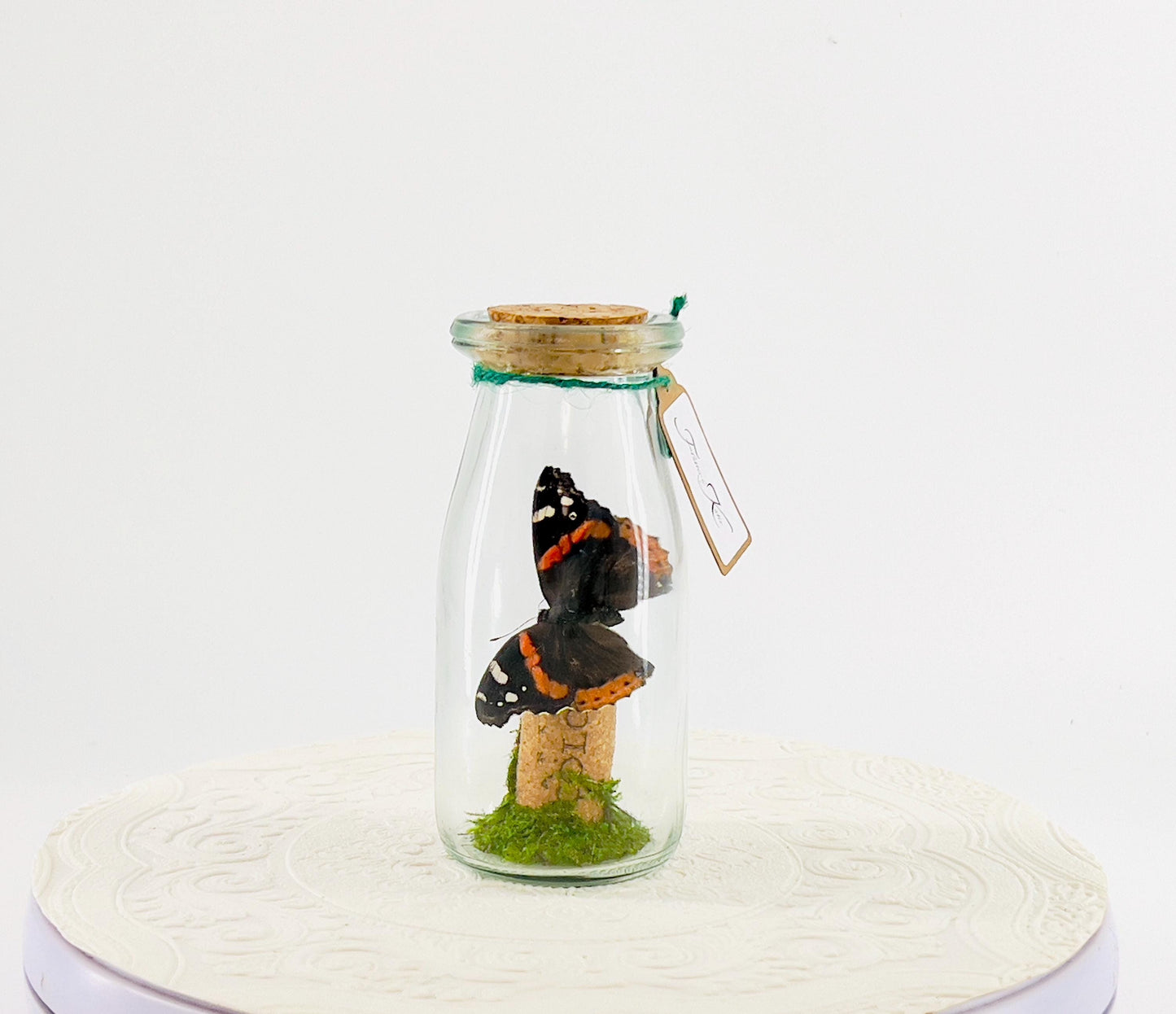 Accent | Centerpiece | Red Admiral Orange Black | Flutter by Katie | Butterflyt Display | Handmade | Real Butterflies | Decor| New York USA