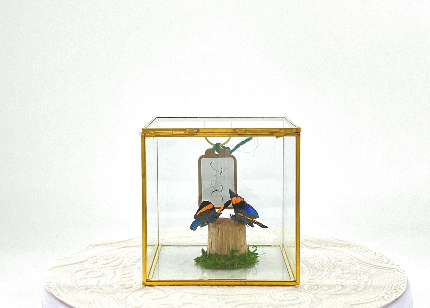 The Cube | Centerpiece | Aegina Numberwing | Blue Yellow | Flutter by Katie | Handmade Butterfly Sculpture Art | Home Decor | Peru
