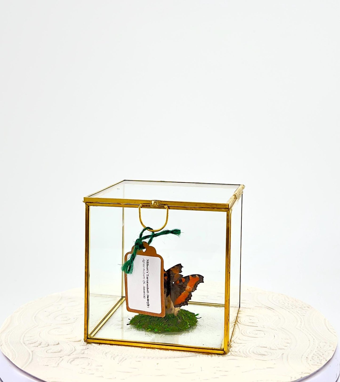 The Cube | Centerpiece | Milbert's Tortoiseshell | Brown Orange| Handmade Butterfly Sculpture Art | Flutter by Katie | Glass Cube| N America