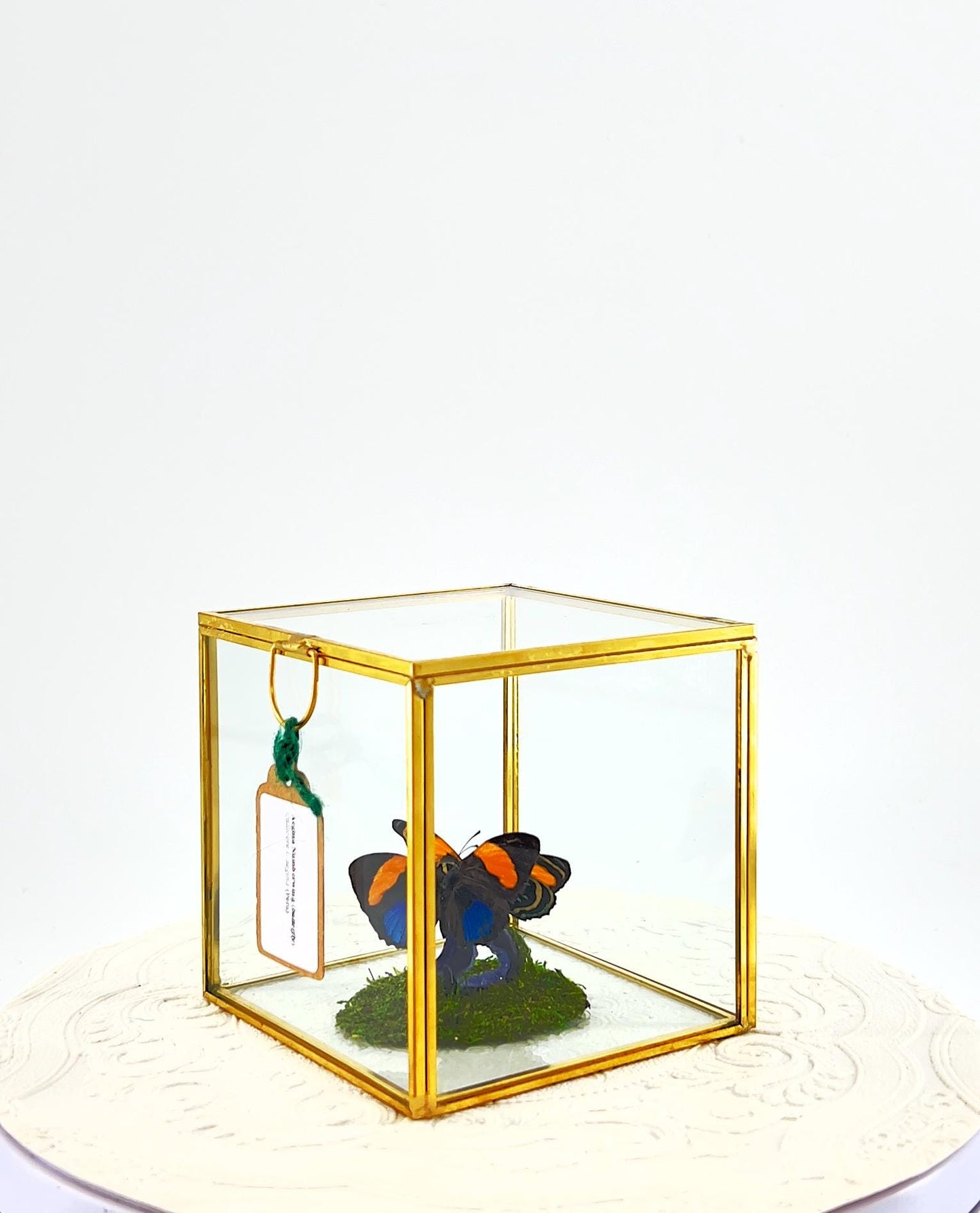 The Cube | Centerpiece | Aegina Numberwing | Blue Yellow Stripes | Handmade Butterfly Sculpture Art | Flutter by Katie | Glass Cube | Peru