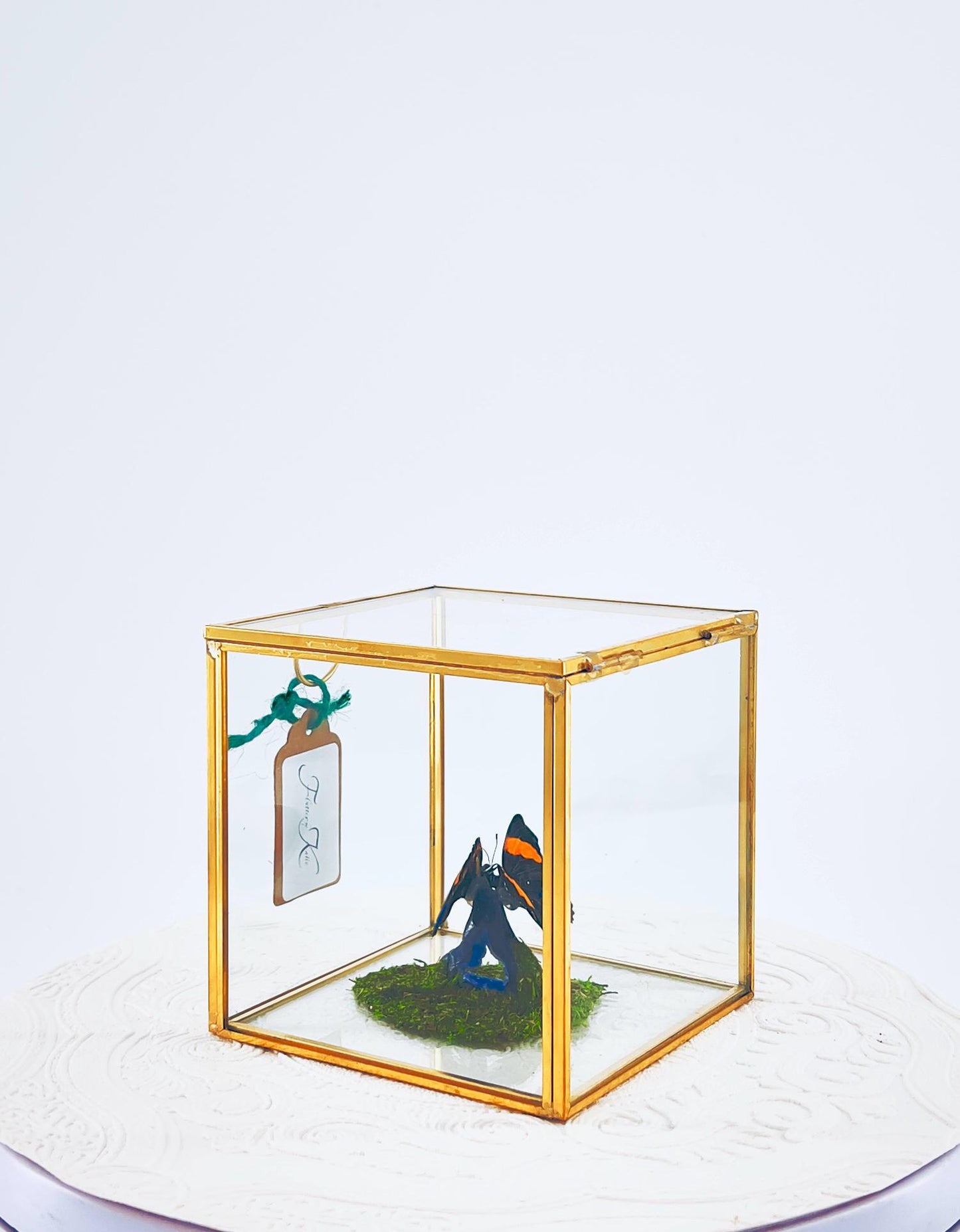 The Cube | Centerpiece | Aegina Numberwing | Blue Yellow Stripes | Handmade Butterfly Sculpture Art | Flutter by Katie | Glass Cube | Peru