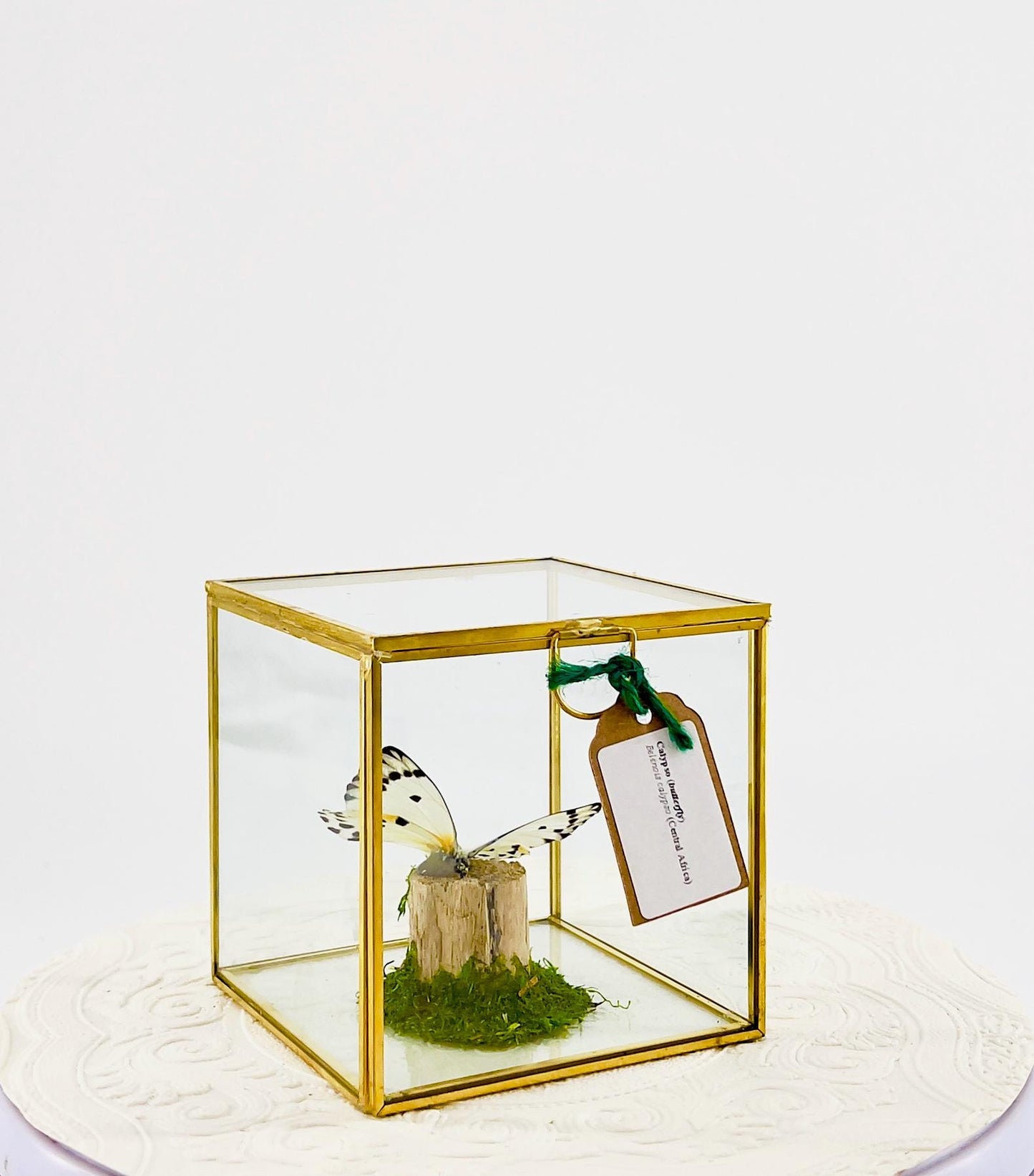 The Cube | Centerpiece | Calypso | White Black polkadots | Handmade Butterfly Sculpture Art | Flutter by Katie | Glass Cube | Central Africa