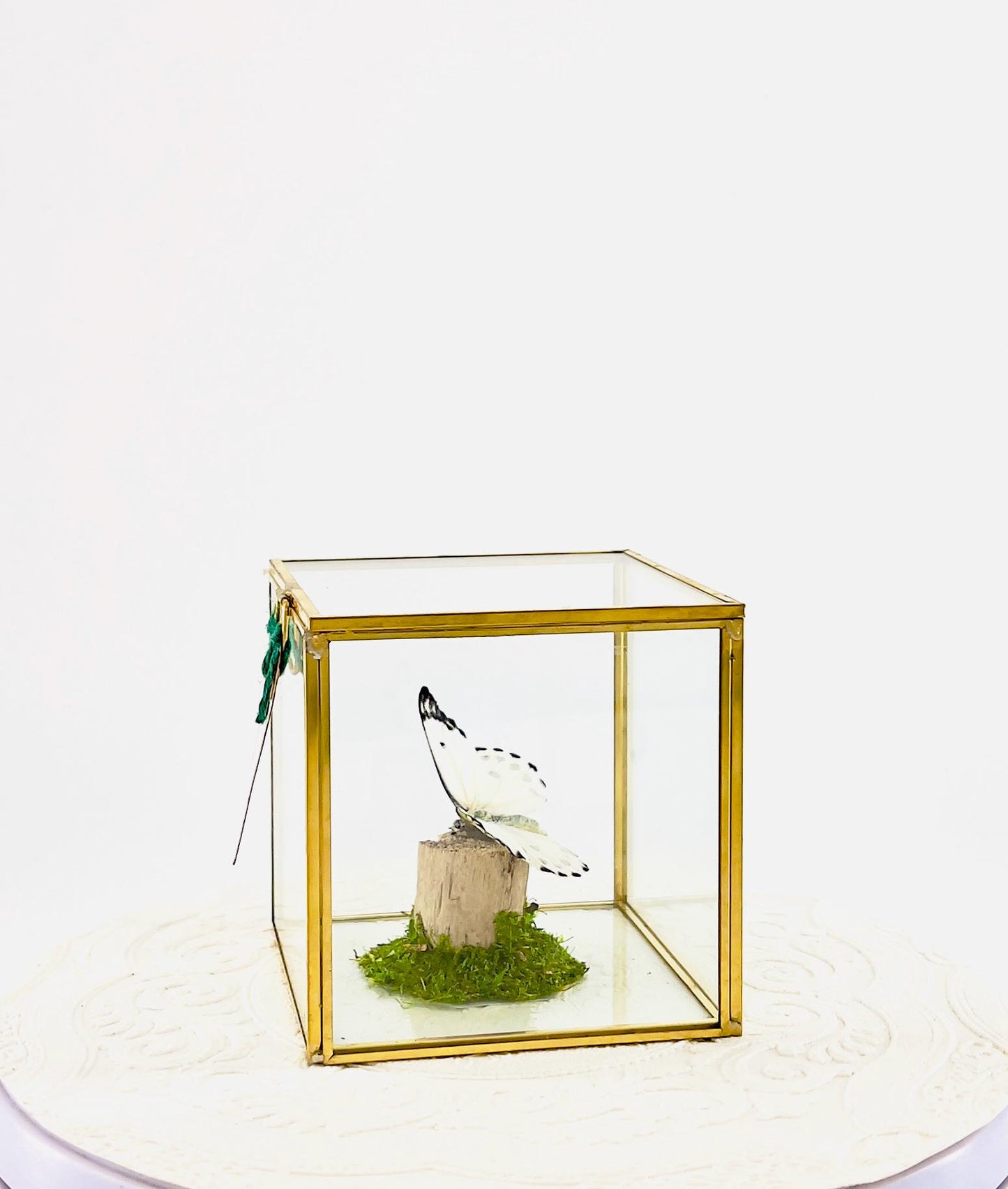 The Cube | Centerpiece | Calypso | White Black polkadots | Handmade Butterfly Sculpture Art | Flutter by Katie | Glass Cube | Central Africa