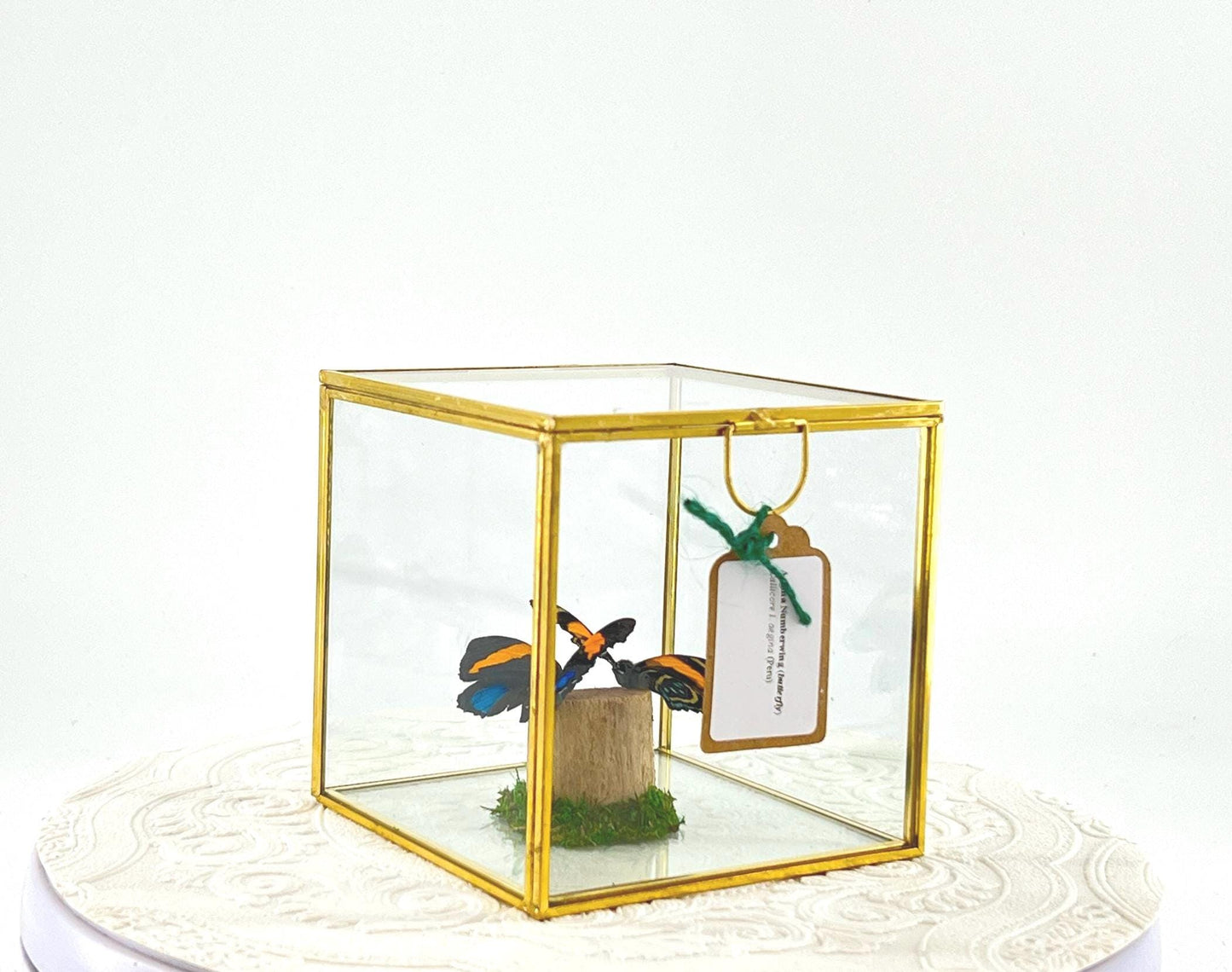 The Cube | Centerpiece | Aegina Numberwing | Blue Yellow | Flutter by Katie | Handmade Butterfly Sculpture Art | Home Decor | Peru