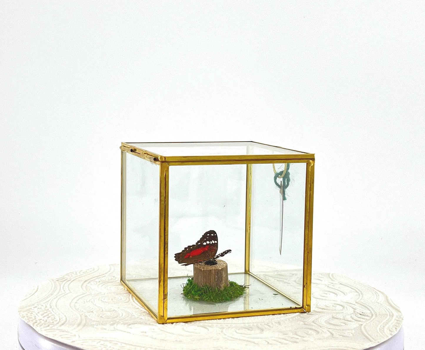 The Cube | Centerpiece | Scarlet Peacock | Red White | Flutter by Katie | Handmade Butterfly Sculpture Art | Home Decor | South America