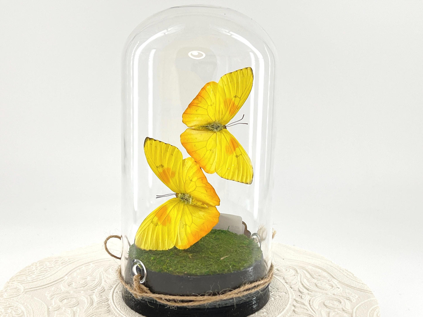 Large Pendant | Hang or Tabletop Centerpiece | Double Orange-barred Sulphur | Yellow | Flutter by Katie Butterfly Sculpture Art | N America