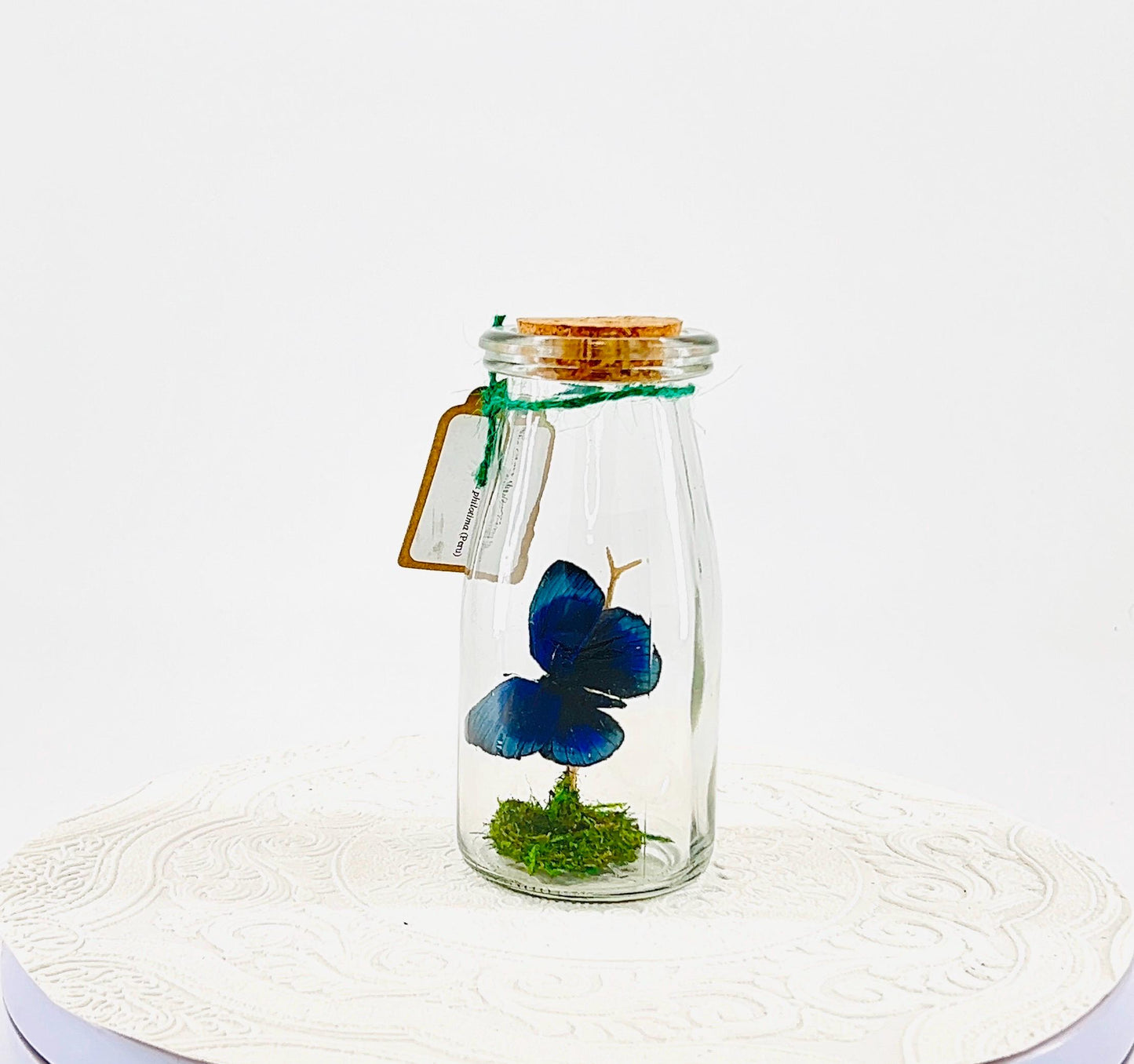 Accent | Centerpiece | Blue Glory | Green | Flutter by Katie | Butterfly Display | Handmade | Real Butterflies | Home Decor South America