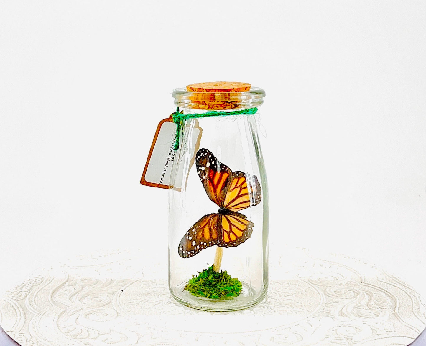 Accent | Centerpiece | Monarch | Black Orange | Flutter by Katie Butterfly Display | Handmade | Real Butterflies | Home Decor North America