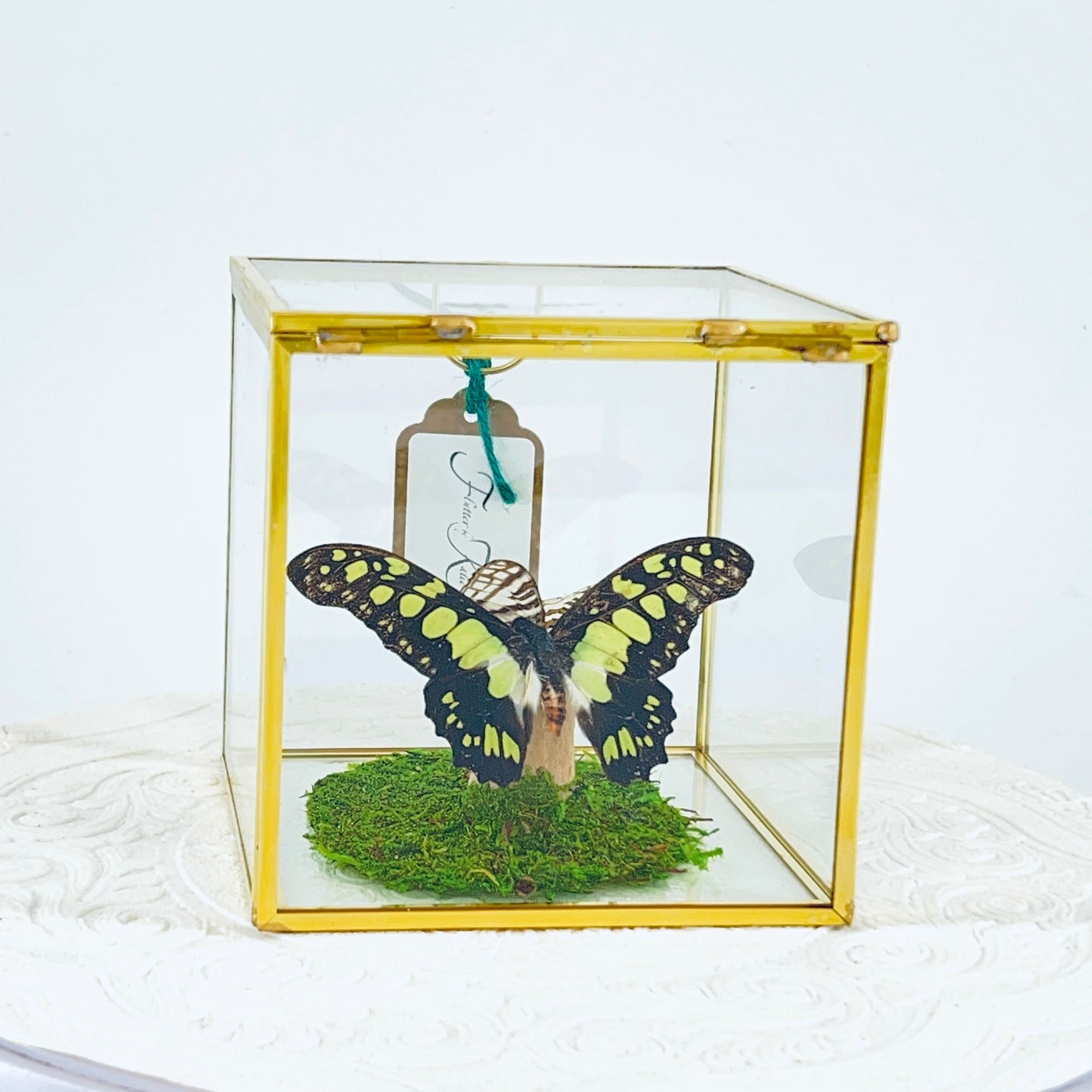 Cube | Electric Green Swallowtail & African Map Butterflies | Green Black White Brown | Tabletop Display