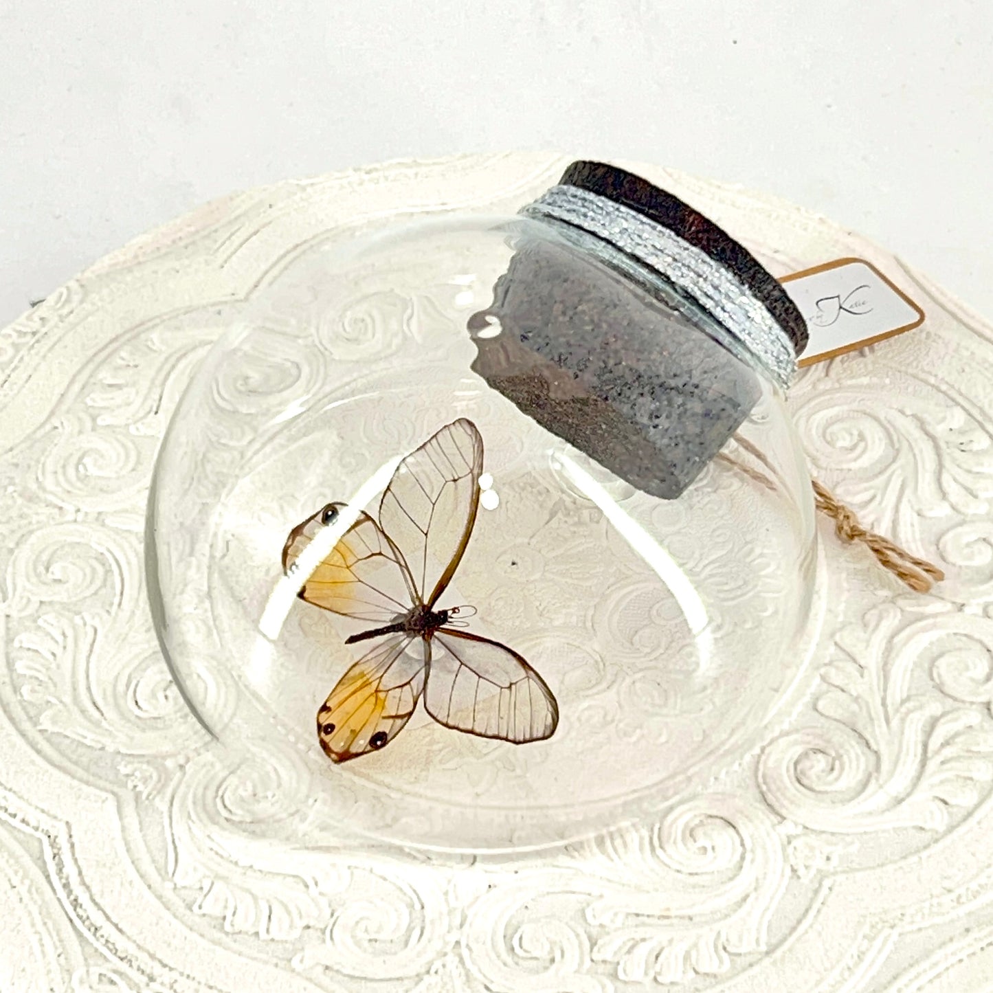 Droplet | Amber Phantom | Glasswing Butterfly | Rusty Orange | Translucent | Tabletop or Wall Hanging Display (Copy)